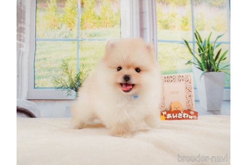 成約済の静岡県のポメラニアン-331821の7枚目